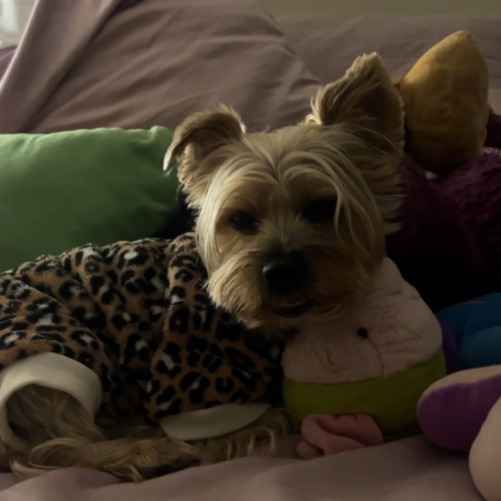 Meet your Posher, Filbert